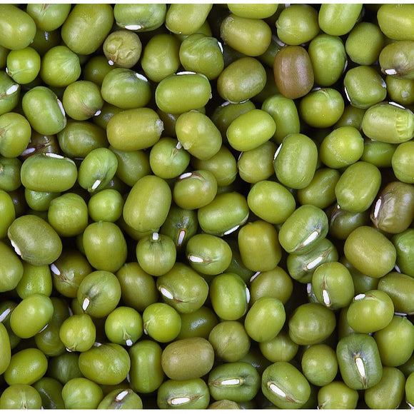 Green Bean 300+/-